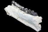 Titanothere (Megacerops) Jaw Section - (Special Price) #92706-1